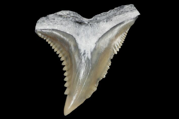 Snaggletooth Shark (Hemipristis) Tooth - Aurora, NC #179124